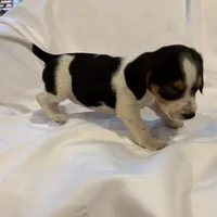 Loo loo, a female Beagle for sale in Salem, MO – Photo 5 of 9