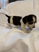 Loo loo, a female Beagle for sale in Salem, MO – Photo 5 of 9