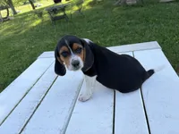 Tigger, a male Beagle for sale in Salem, MO – 2 of 9