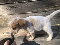 Sugar, a female Beagle for sale in Salem, MO – Photo 4 of 6