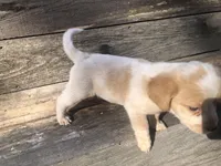 Sugar, a female Beagle for sale in Salem, MO – Photo 2 of 6