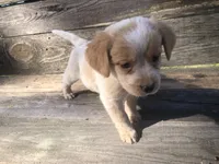 Sugar, a female Beagle for sale in Salem, MO – Photo 3 of 6