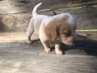 Sugar, a female Beagle for sale in Salem, MO – Photo 6 of 6