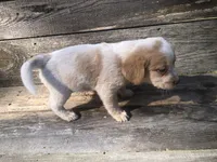 Sugar, a female Beagle for sale in Salem, MO – Photo 5 of 6
