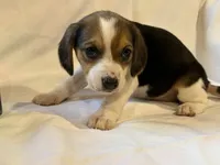 Missy, a female Beagle for sale in Salem, MO – Photo 2 of 8