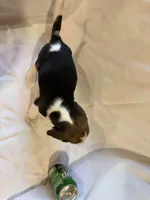 Missy, a female Beagle for sale in Salem, MO – Photo 5 of 8