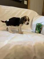 Missy, a female Beagle for sale in Salem, MO – Photo 8 of 8