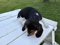 Misty, a female Beagle for sale in Salem, MO – 3 of 8