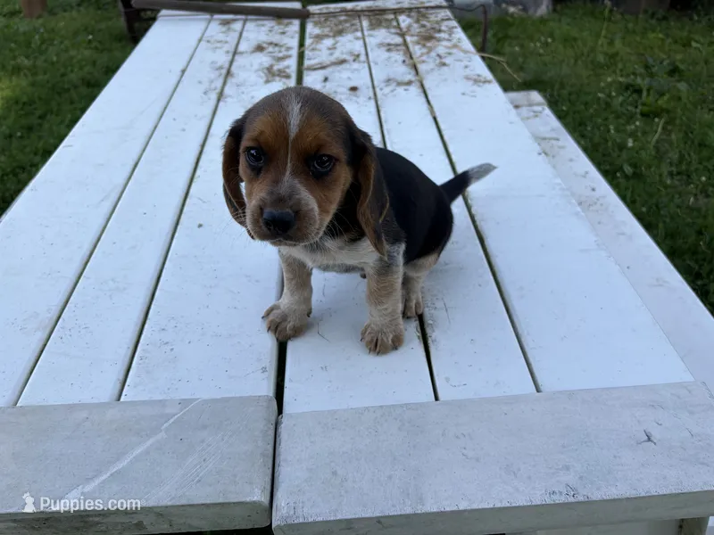 Benny – Beagle puppy for sale in Salem, MO