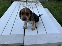 Benny, a male Beagle for sale in Salem, MO – 1 of 9