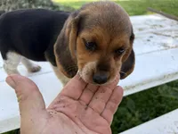 Bunny, a female Beagle for sale in Salem, MO – 7 of 10