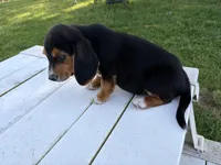 Toby, a male Beagle for sale in Salem, MO – 6 of 6