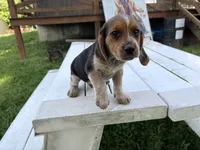 Benny, a male Beagle for sale in Salem, MO – 3 of 9