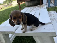 Bunny, a female Beagle for sale in Salem, MO – 3 of 10