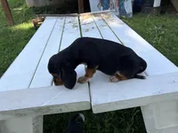 Boss, a male Beagle for sale in Salem, MO – 4 of 9