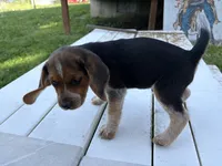 Benny, a male Beagle for sale in Salem, MO – 4 of 9