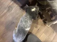 Sparky, a male Australian Cattle Dog for sale in Salem, MO – Photo 5 of 6