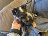 Sparky, a male Australian Cattle Dog for sale in Salem, MO – Photo 1 of 6