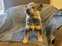 Sparky, a male Australian Cattle Dog for sale in Salem, MO – Photo 2 of 6