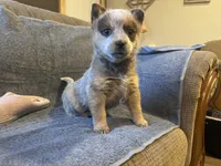 Sparky, a male Australian Cattle Dog for sale in Salem, MO – Photo 4 of 6