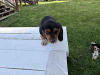 Boss, a male Beagle for sale in Salem, MO – 7 of 9