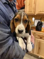 Henry, a male Beagle for sale in Salem, MO – Photo 1 of 7
