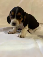 T-Bone, a male Beagle for sale in Salem, MO – Photo 6 of 7