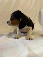 T-Bone, a male Beagle for sale in Salem, MO – Photo 7 of 7