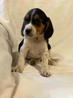 T-Bone, a male Beagle for sale in Salem, MO – Photo 2 of 7