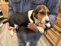 Henry, a male Beagle for sale in Salem, MO – Photo 4 of 7