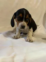 T-Bone, a male Beagle for sale in Salem, MO – Photo 1 of 7