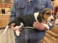 Henry, a male Beagle for sale in Salem, MO – Photo 6 of 7