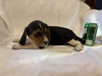 T-Bone, a male Beagle for sale in Salem, MO – Photo 5 of 7