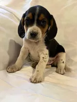 T-Bone, a male Beagle for sale in Salem, MO – Photo 3 of 7