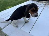 Misty, a female Beagle for sale in Salem, MO – 5 of 8