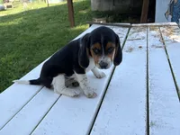 Tigger, a male Beagle for sale in Salem, MO – 9 of 9