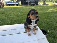 Boss, a male Beagle for sale in Salem, MO – 2 of 9