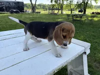 Bisquit, a male Beagle for sale in Salem, MO – 7 of 7