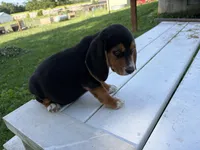 Toby, a male Beagle for sale in Salem, MO – 4 of 6
