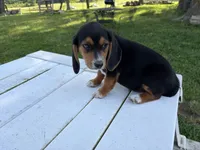 Toby, a male Beagle for sale in Salem, MO – 5 of 6