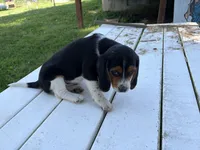 Tigger, a male Beagle for sale in Salem, MO – 5 of 9