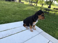 Boss, a male Beagle for sale in Salem, MO – 6 of 9
