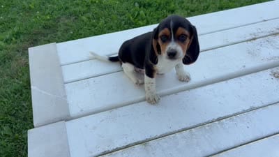 Misty, a female Beagle for sale in Salem, MO – 8 of 8