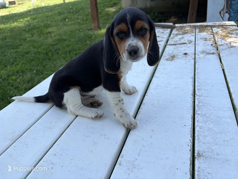 Tigger – Beagle puppy for sale in Salem, MO