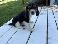 Tigger, a male Beagle for sale in Salem, MO – 1 of 9