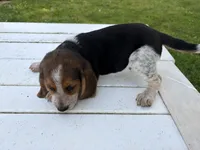 Boogie, a male Beagle for sale in Salem, MO – 5 of 8