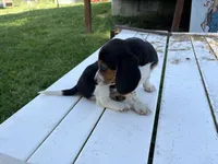 Tigger, a male Beagle for sale in Salem, MO – 7 of 9
