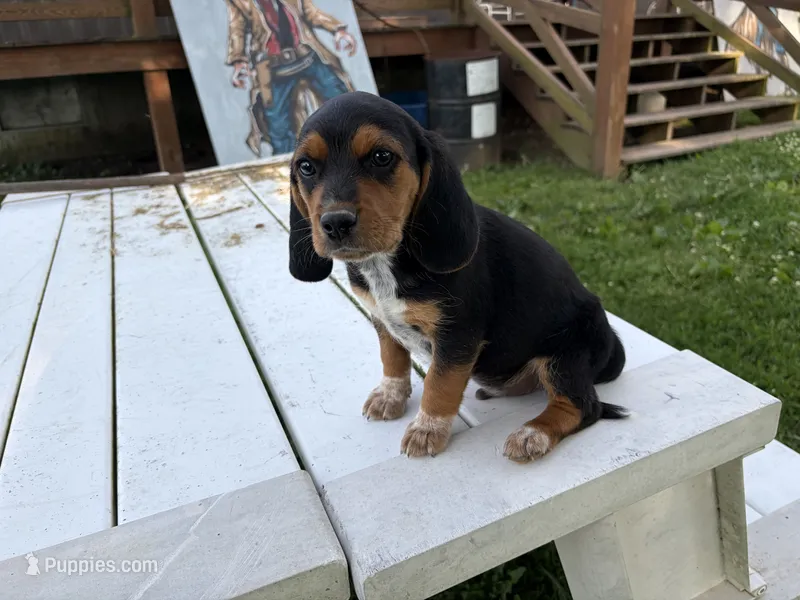 Boss – Beagle puppy for sale in Salem, MO