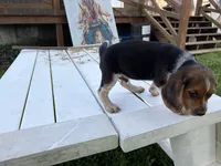 Benny, a male Beagle for sale in Salem, MO – 7 of 9