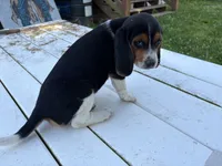 Tigger, a male Beagle for sale in Salem, MO – 3 of 9